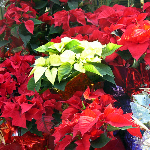 | Poinsettia |